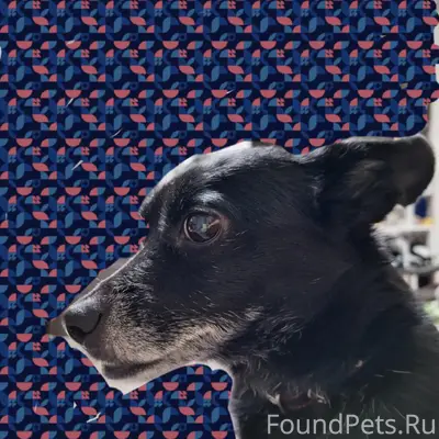 Пропала собака Альфа, перекрёсток Кузнецова — Виноградова