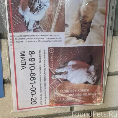 Найдена кошка, г. Кострома