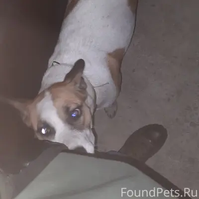 Найден пёс, ул. Залесная