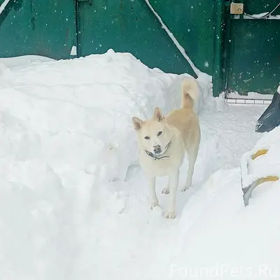 Пропал пёс Айс, район пединститута