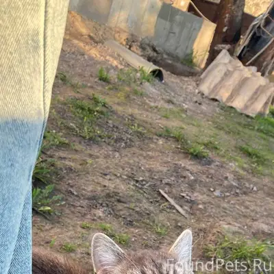 Пропала кошка, Финский посёлок