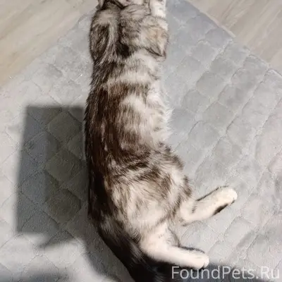 Пропала кошка метис шотландской прямоухой, район 2 школы