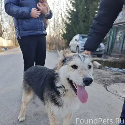 Найден кобель с зелёным ошейником, Петро-Славянка