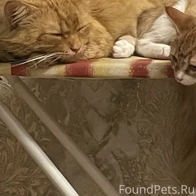 Пропал рыжий кот Симба, Крупской 26