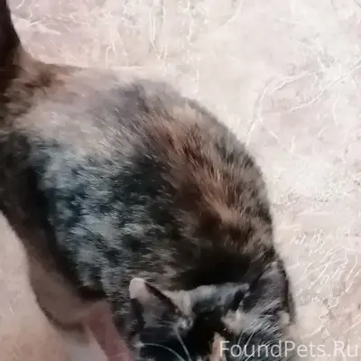 Найдена кошка, откликается на все клички