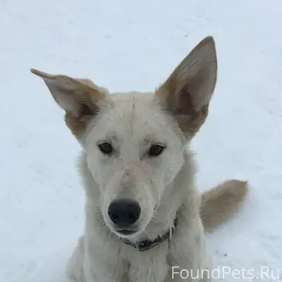 Пропала собака Перси, пгт Сафоново-1