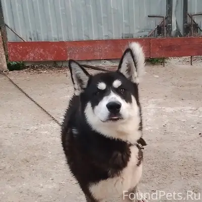 Пропала собака, неизвестна местность