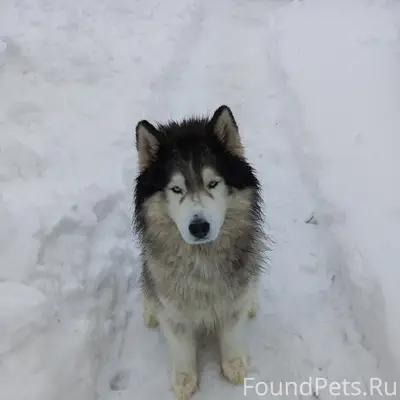 Пропал сибирский хаски, г. Павловск