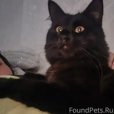 Пропал кот, улица 50 лет Октября