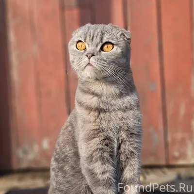 Пропал кот Бублик, Киряево