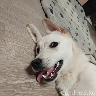 Найден щенок, Гагарина 9