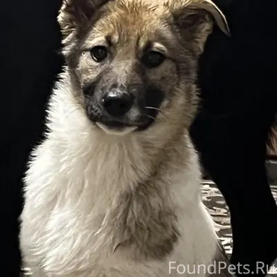 Пропал щенок, д. Ченцово