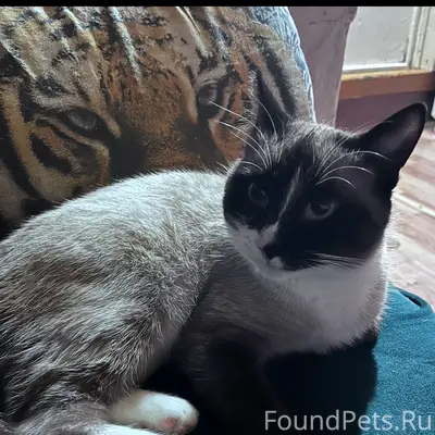 Пропал кот, свяжитесь по номеру 89042294354