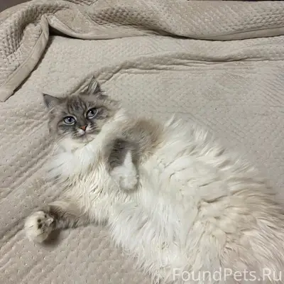 Пропала кошка, район 45 школы