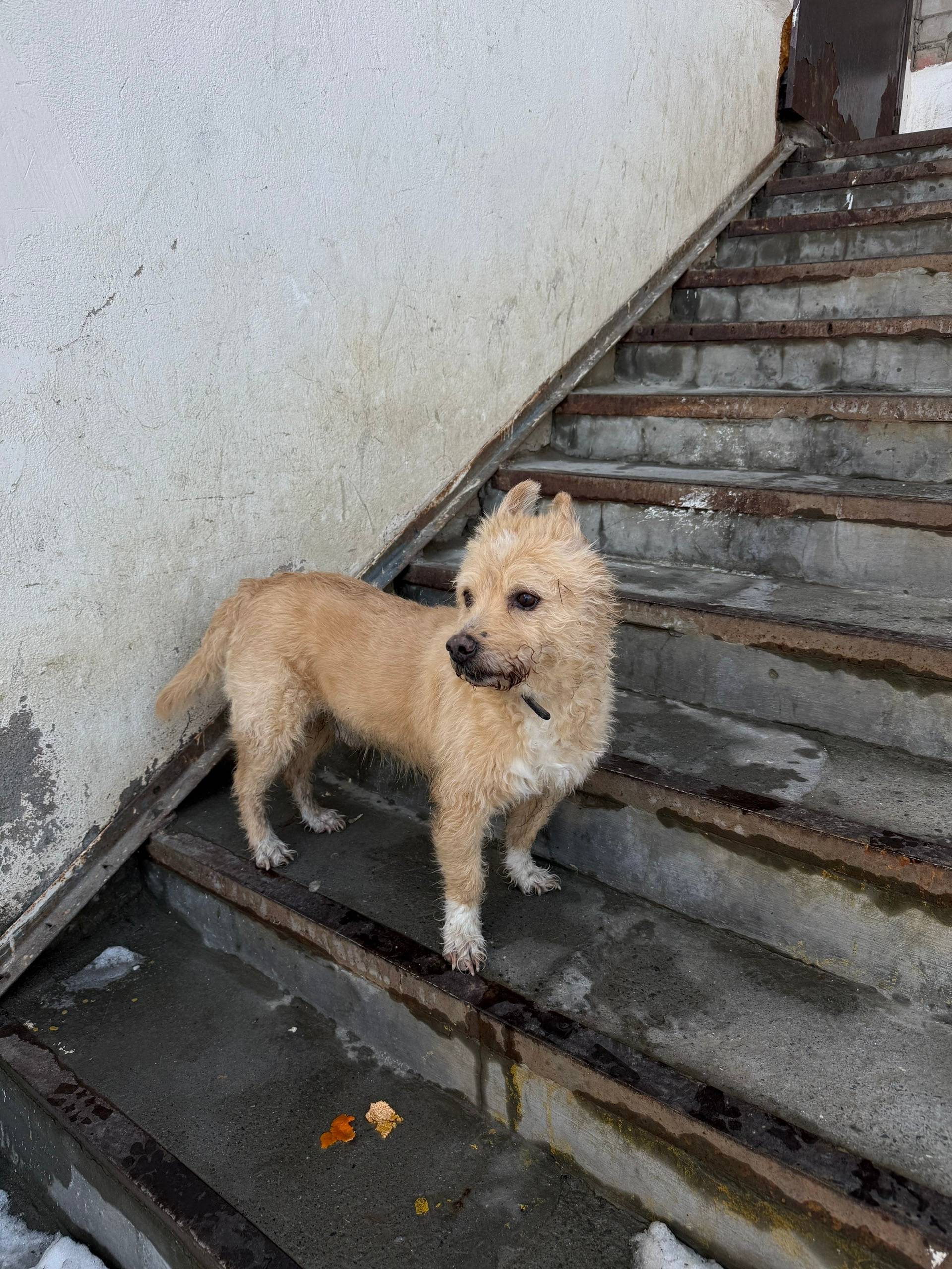 Пропала собака, без клички