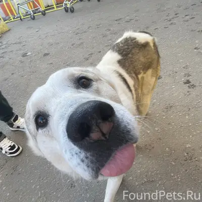 Пропал домашний пёс, Калуга