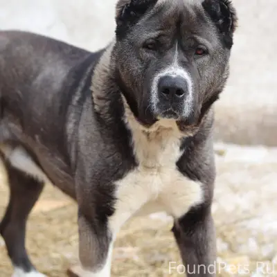 Найден алабай Мишаня, Кировский район