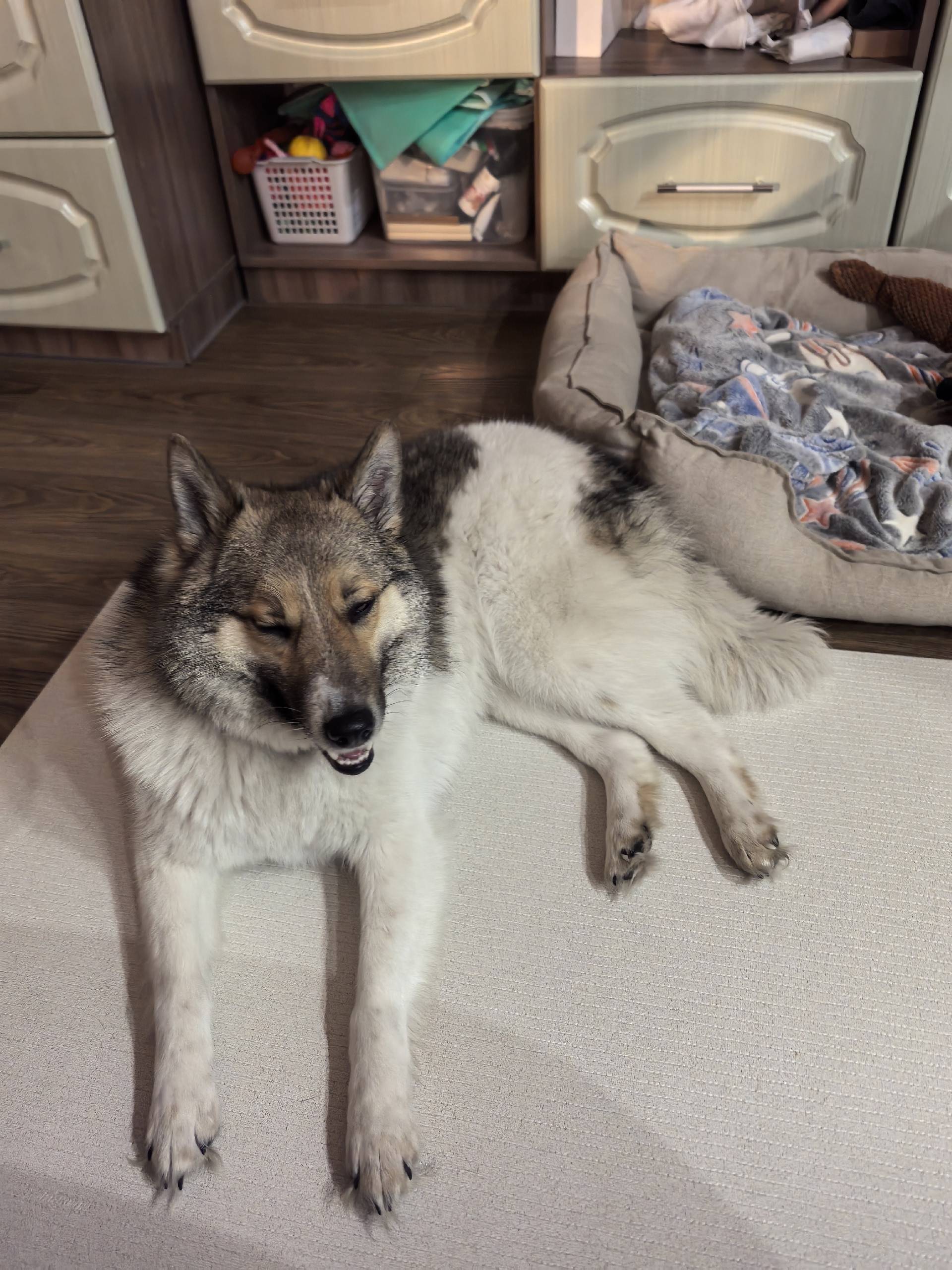 Найдена собака, Центральный район