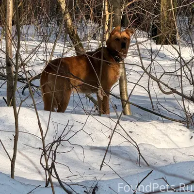 Найдена собака, рыжая, СВАО