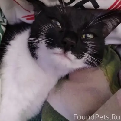 Пропала кошка Сима, район ул. Рабочей