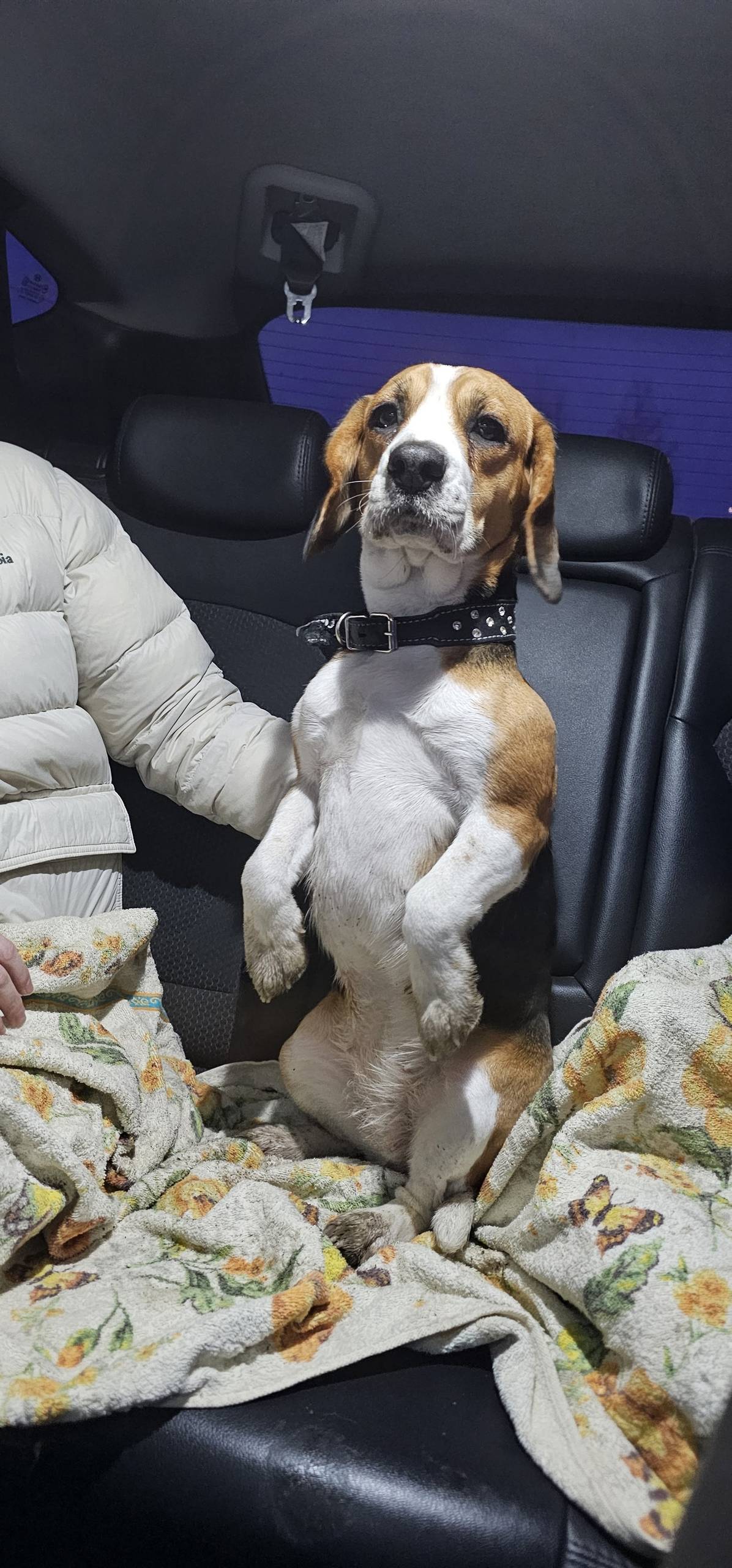 Найден тип собака, трасса тэц 3