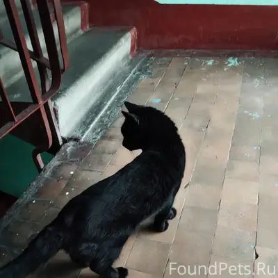 Найдена кошка, возможно домашняя
