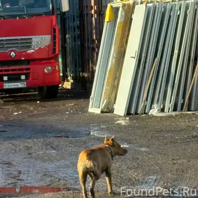 Пропала собака, рыжая, рядом с Пятницким шоссе