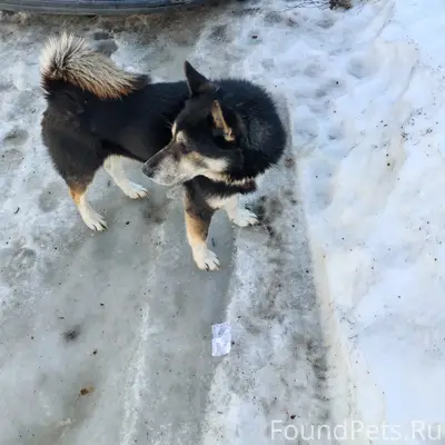 Найден пес, Угловского дом 30