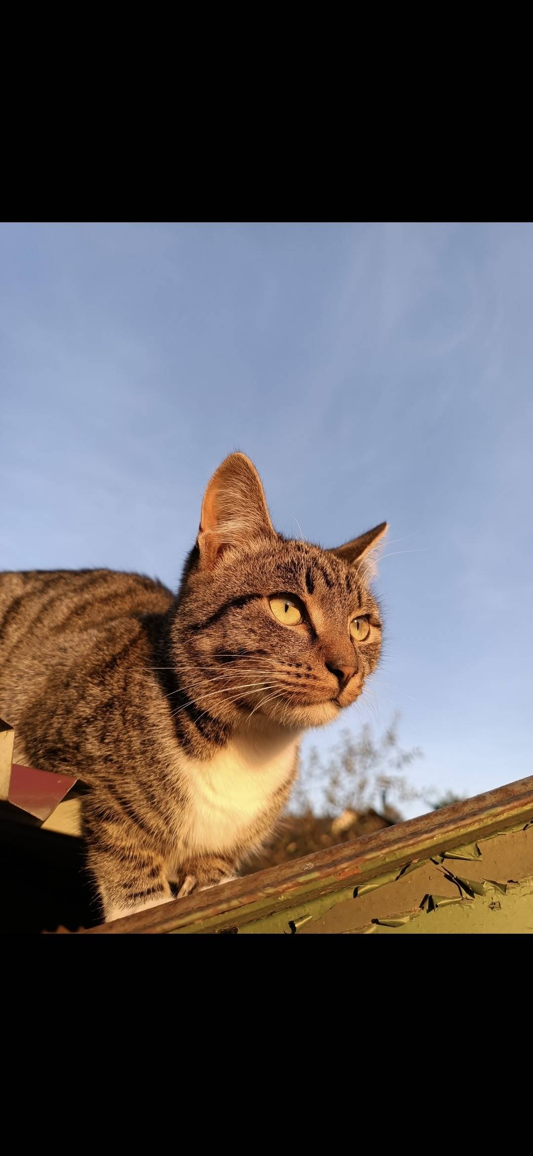 Пропал кот Вася, район Харинка