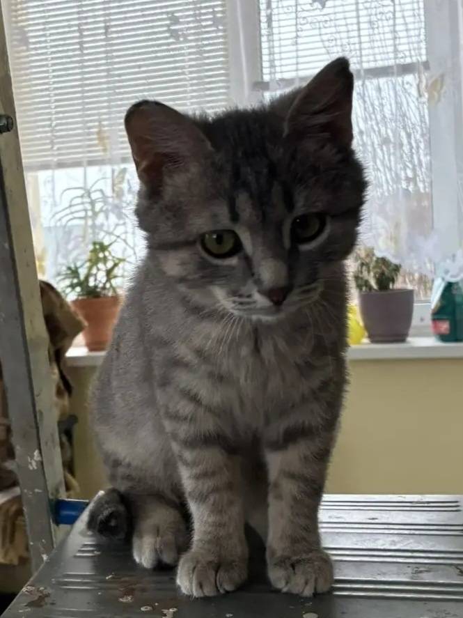 Пропал котёнок, серый, район ул. Хохлова