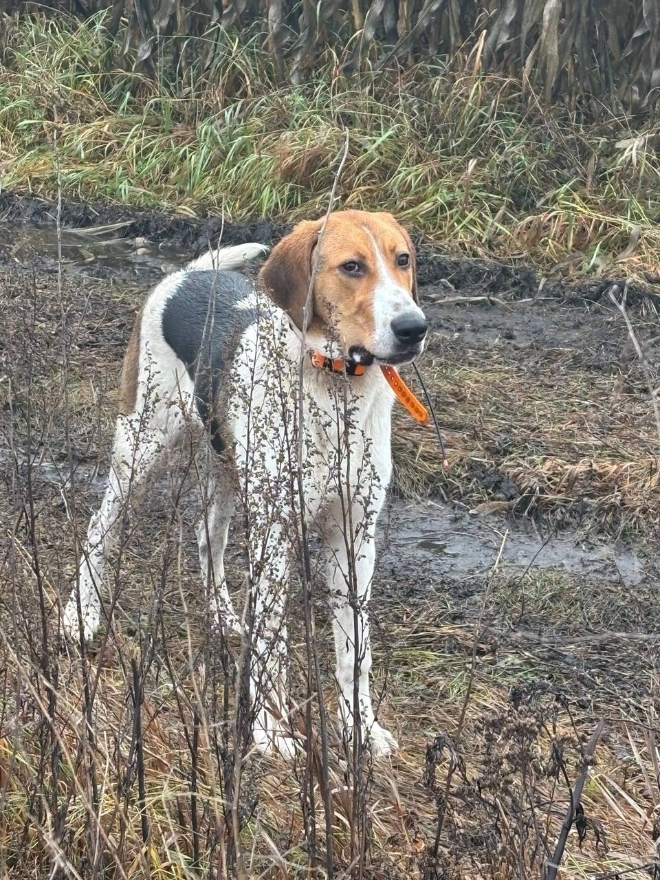 Пропала собака, ул. Полевая