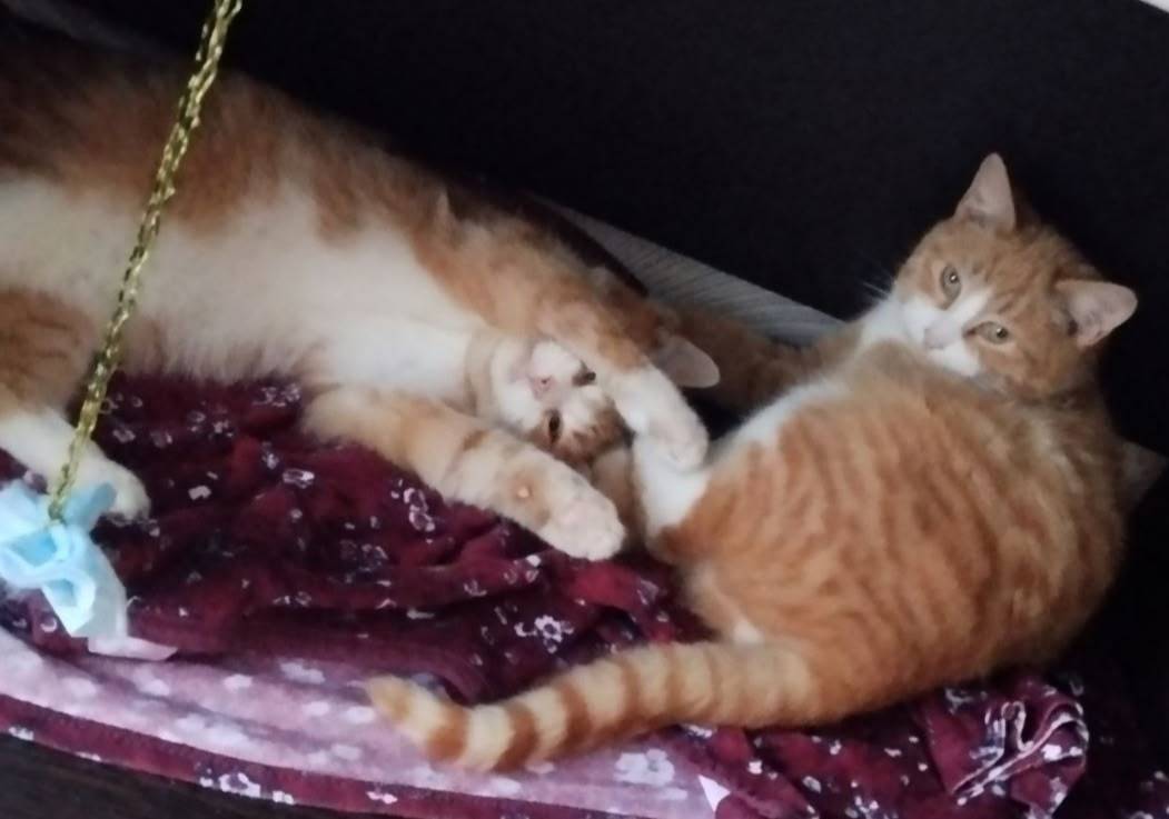 Пропал рыжий котик, деревня Боровая