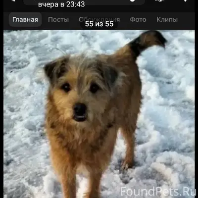 Пропал щенок, Пушкарские дачи