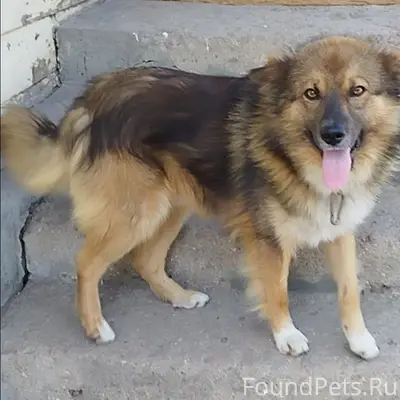 Пропал пёс, район Ямской церкви