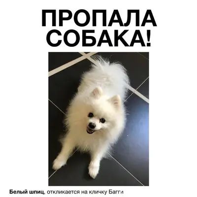 Пропал городской пёс, Пластунка