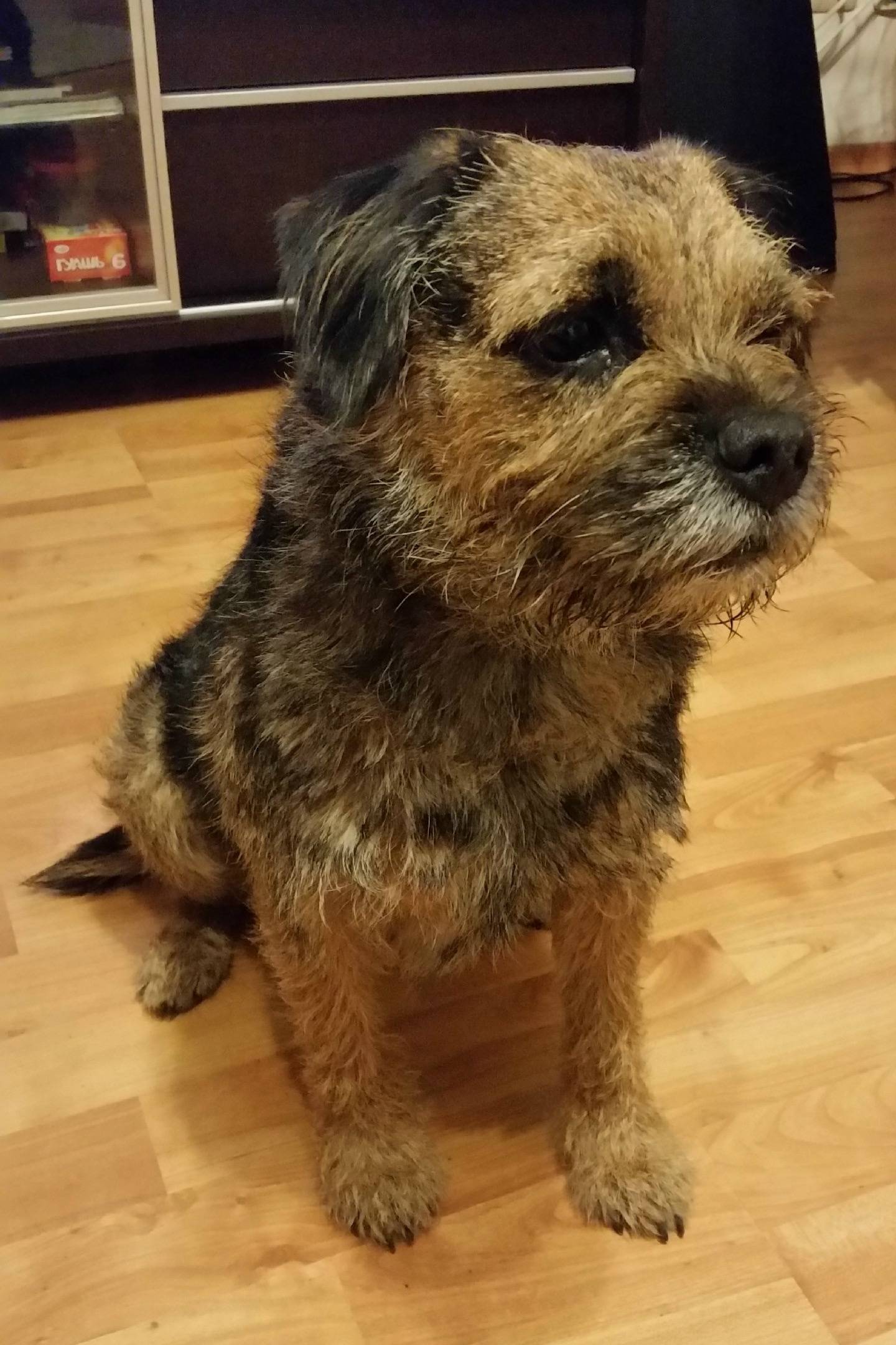 Пропал пёс, деревня Шолохово