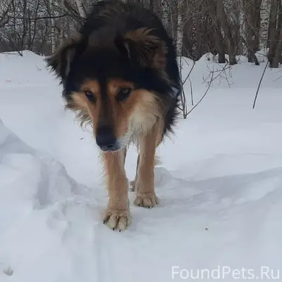 Пропал добрый пёс с ошейником, мжк
