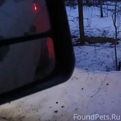 Найденны две собаки, деревня Шебаршино