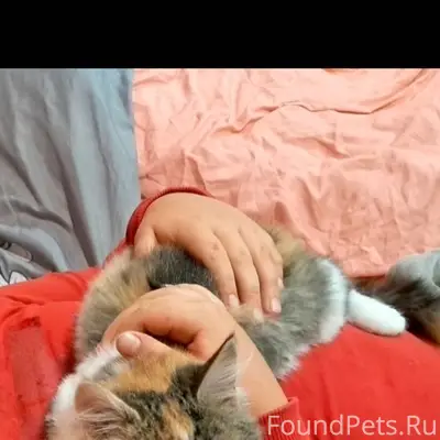 Пропала кошка Яруся, Собинка, район ул. Фабричная