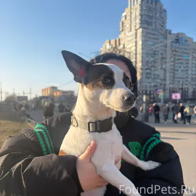 Найдена собака, у метро Беговая