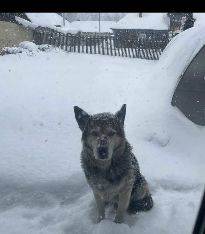Пропала собака, Полысаево, кулацкий посёлок