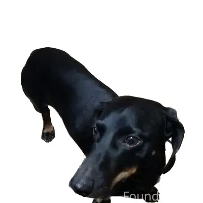 Найден мальчик такса, 3 микрорайон