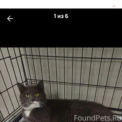 Найдена кошка с ошейником, Кузьмина