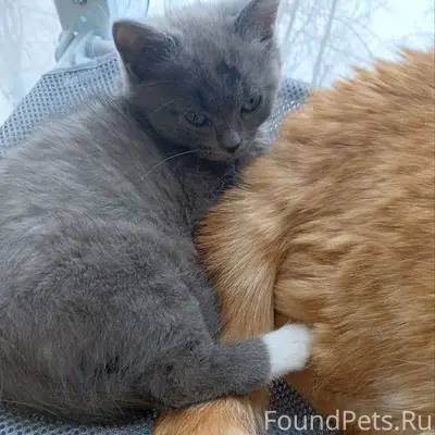 Пропал котёнок, район детского сада №4