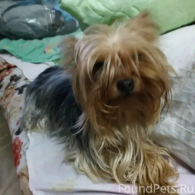 Пропала собака, Каляева 13