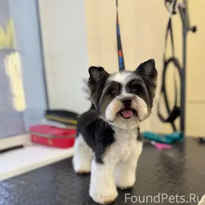 Пропал Бивер-Йорк Жора, ул. 8 просека