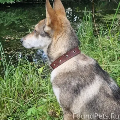 Пропала собака Альма, серая с ошейником