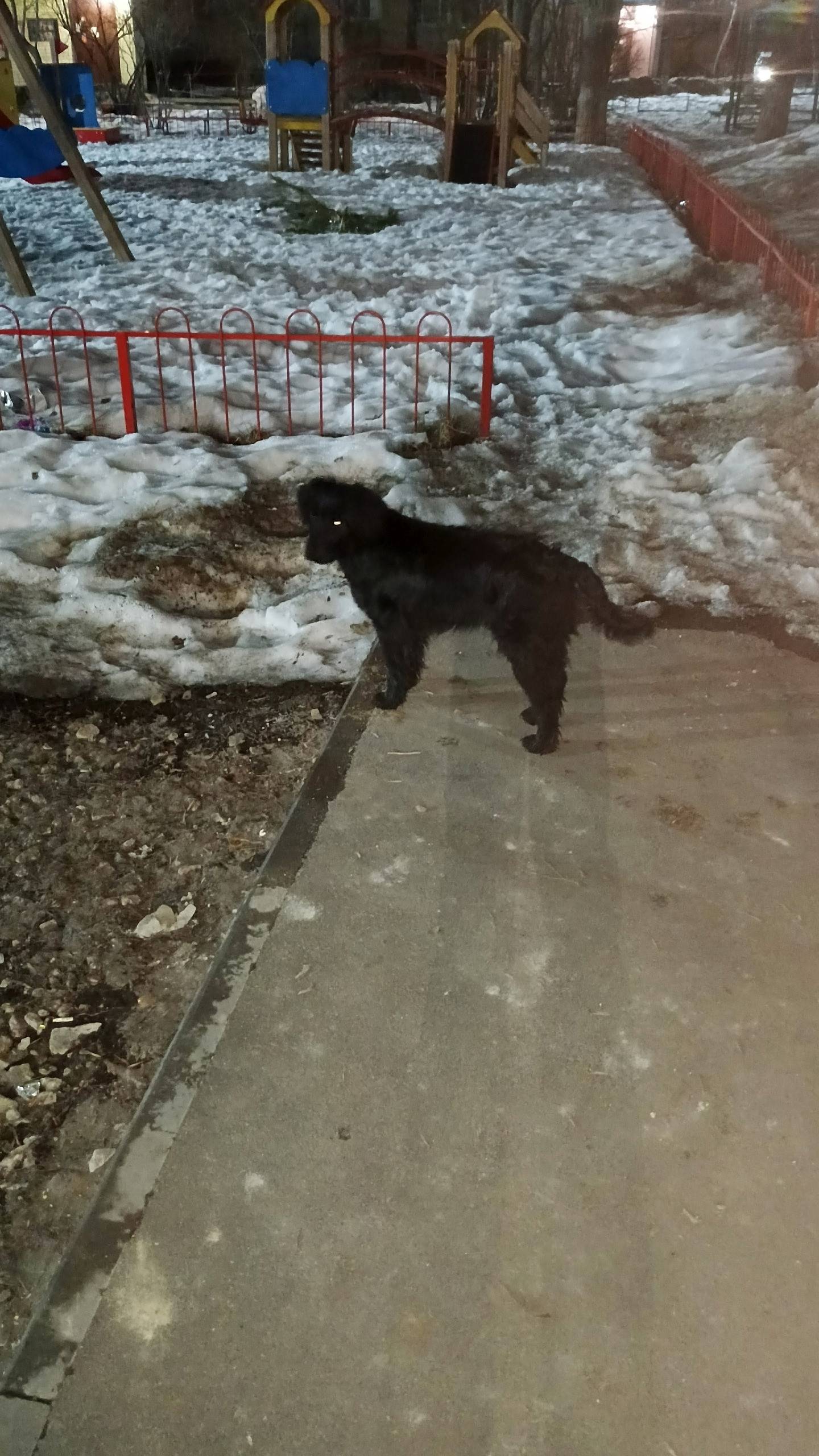 Найден похожий на кокер-спаниеля, Саратов, Октябрьский район