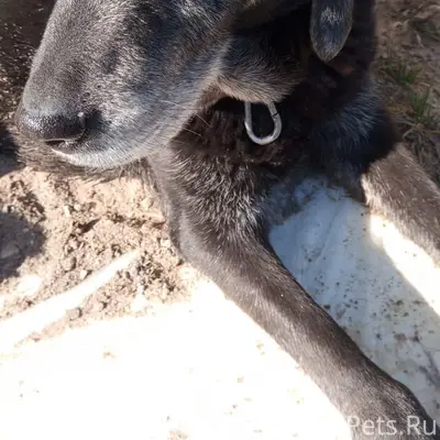 Найденна собака, деревня Березовка