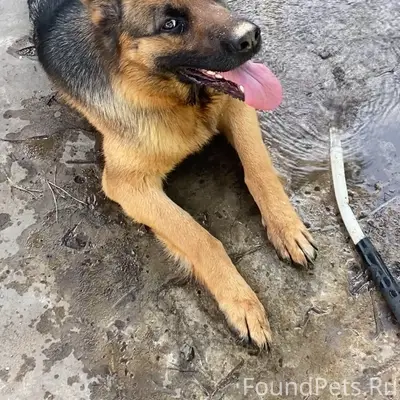 Пропала немецкая овчарка, район Щорса и Достоевского